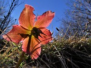 Alla Madonnina del Costone con Corna Bianca e con tanti fiori da Salmezza-3apr23 - FOTOGALLERY